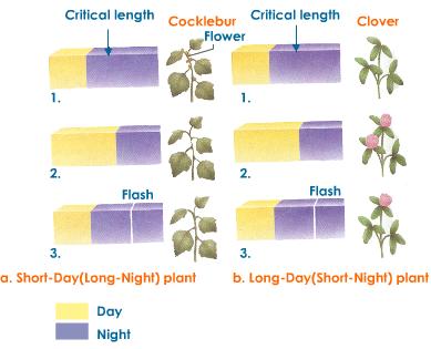 Photoperiodism