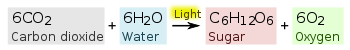 350px-Photosynthesis_equation.svg