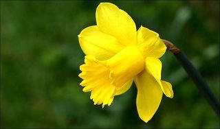 Daffodil