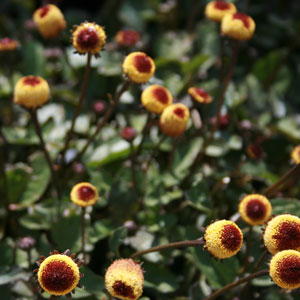 Spilanthes_PeekaBoo1300