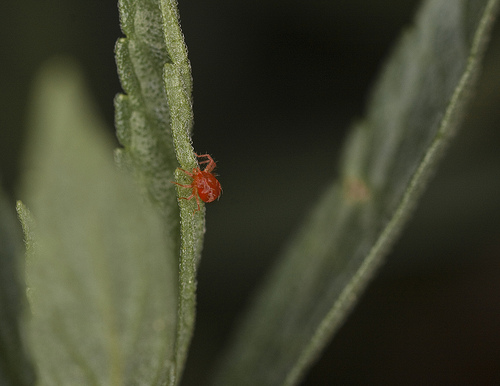 Red spider mites