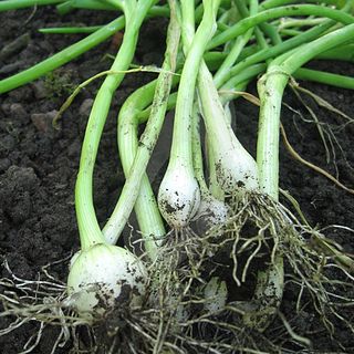 Spring-onion-white-lisbon