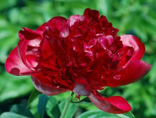 Peony_red_charm