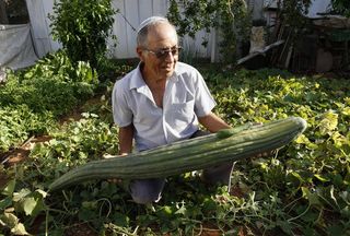 Worlds largest cucumber