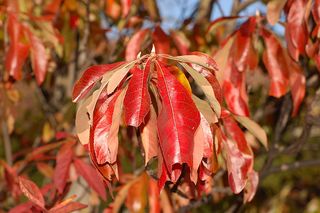 800px-Franklin_Tree_Franklinia_alatamaha_Autumn_Leaf_2000px