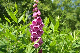 Foxglove