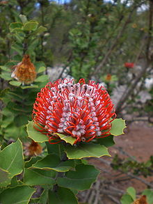 Banksia_coccinea