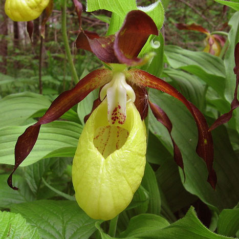 Cypripedium parviflorum (Yellow Lady's Slipper) – A Thousand Acres of  Silphiums