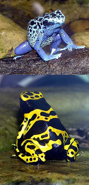 291px-Blue-poison.dart.frog.and.Yellow-banded.dart.frog.arp