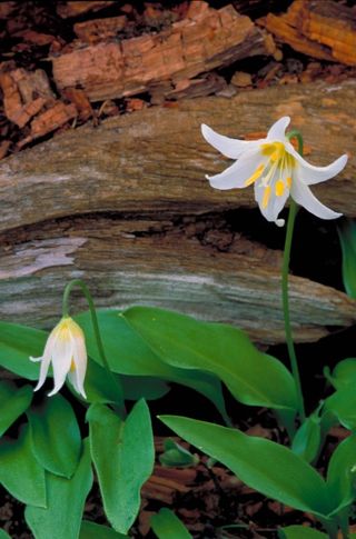 Glacier lily