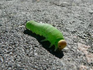 Caterpillar2
