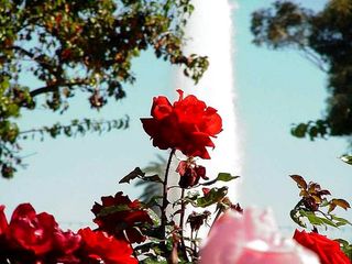 Balboa roses