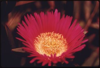 Red flower