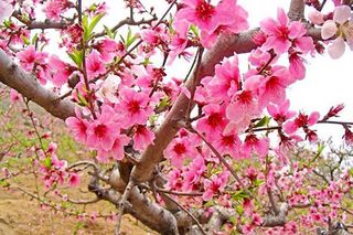 Peach Blossom