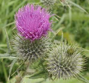 Spear thistle2