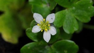 Three-lobed-water-crowfoot-