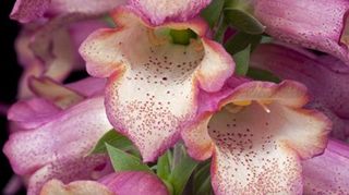 Foxglove