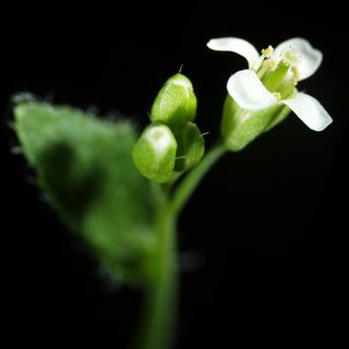 Arabidopsis_thaliana-flower