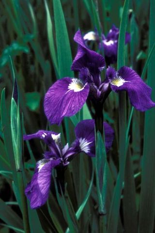 Iris