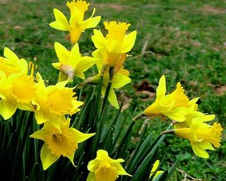 Welsh Daffodil