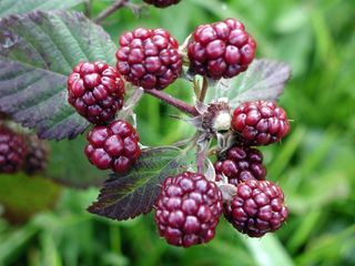 Unripe berries