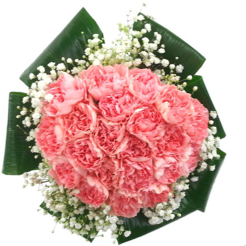 2 Dozen Pink Carnations Fresh Flower Bouquet 24 Pink Carnation