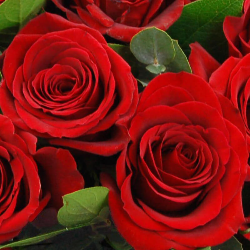 Send 24 Red Roses Members Offer 2 Dozen Red Roses Delivered Next Day