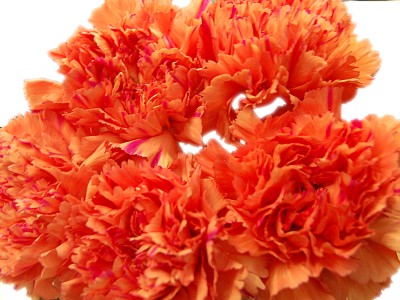 Orange Carnations