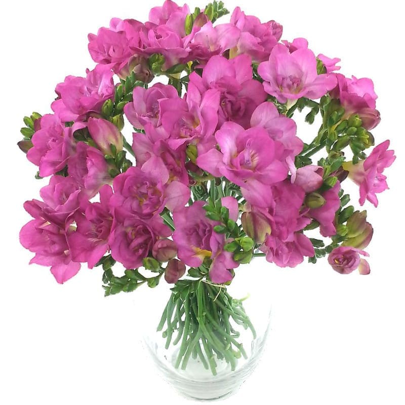 Irresistible Cerise Freesia Bouquet image