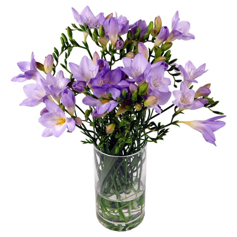 20 Lilac Freesias Fresh Freesia Flowers Delivered Next Day Clare Florist
