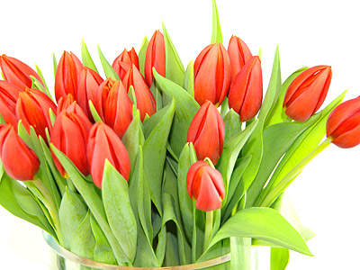 Send 20 Orange Tulips for UK flower delivery from Clare Florist.