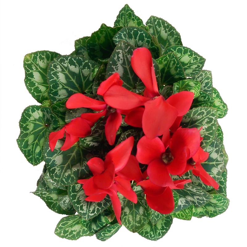 Red Cyclamen Indoor Plant Next Day Delivery from ClareFlorist