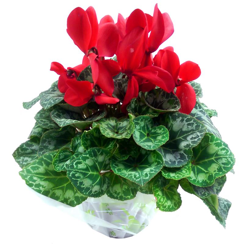 Red Cyclamen Indoor Plant Next Day Delivery from ClareFlorist