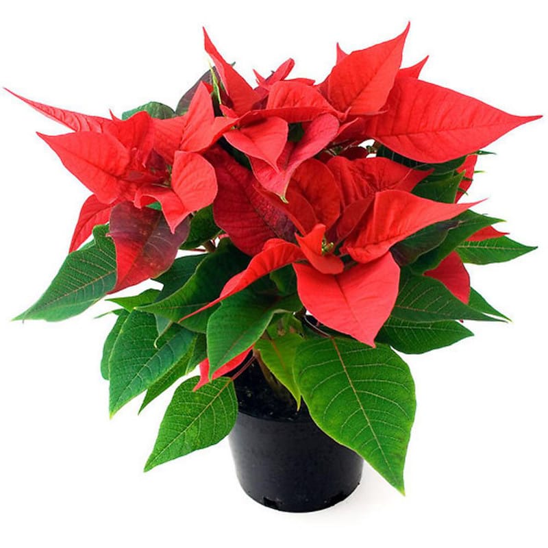 Festive Red Poinsettia Plant Delivered to you by Clare Florist.