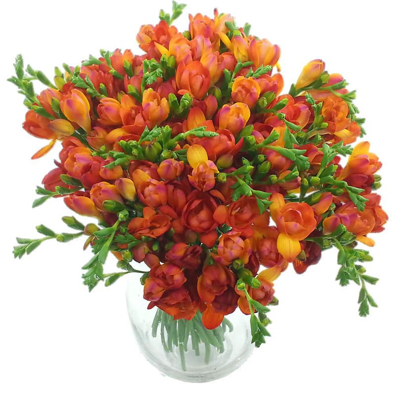 Red Meadows Freesia Bouquet image