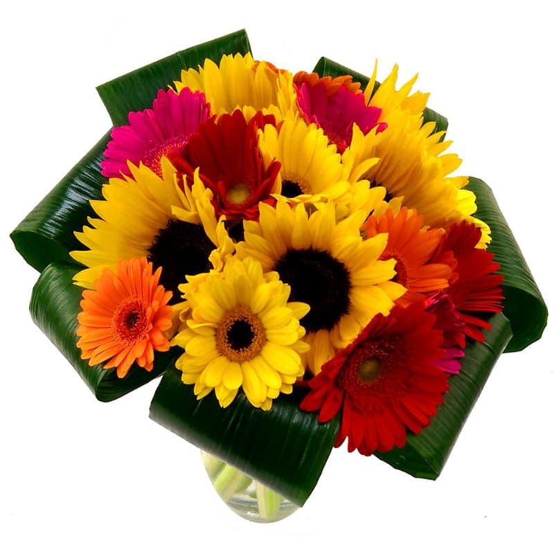 Sunflower and Germini Bouquet Fresh Flowers Free UK Delivery