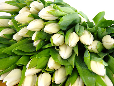 Send 20 White Tulips for UK flower delivery from Clare Florist.
