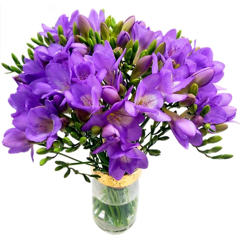 20 Purple Freesia image