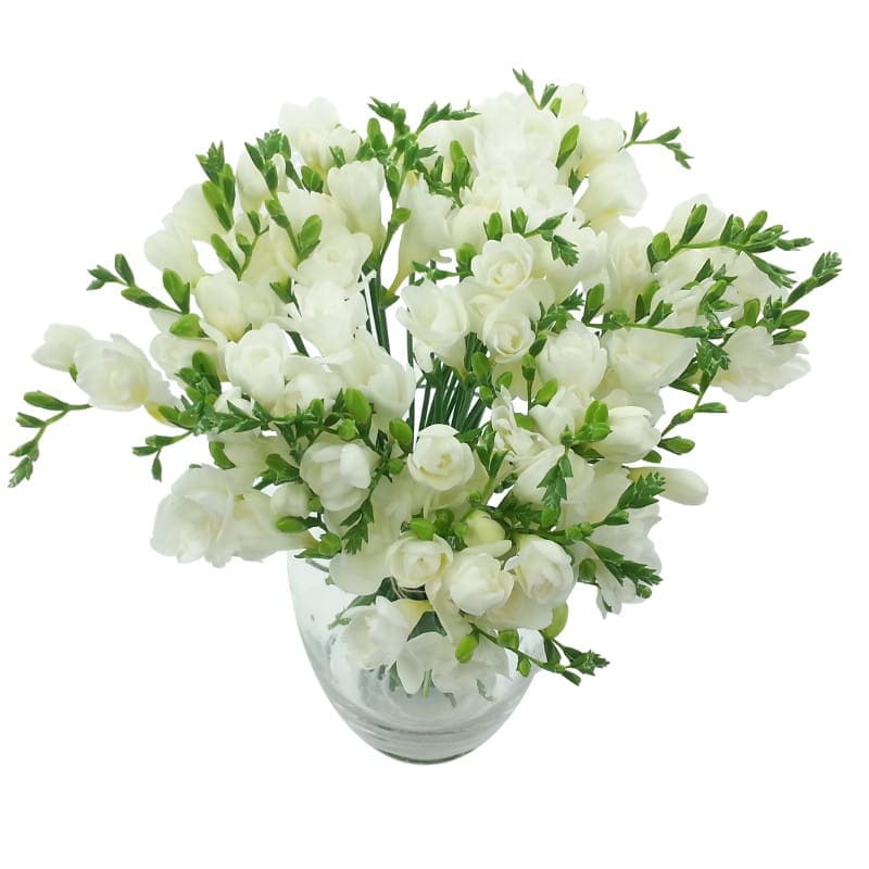 White Whispers Freesia Bouquet Fresh White Freesia Flowers For Next Day Delivery