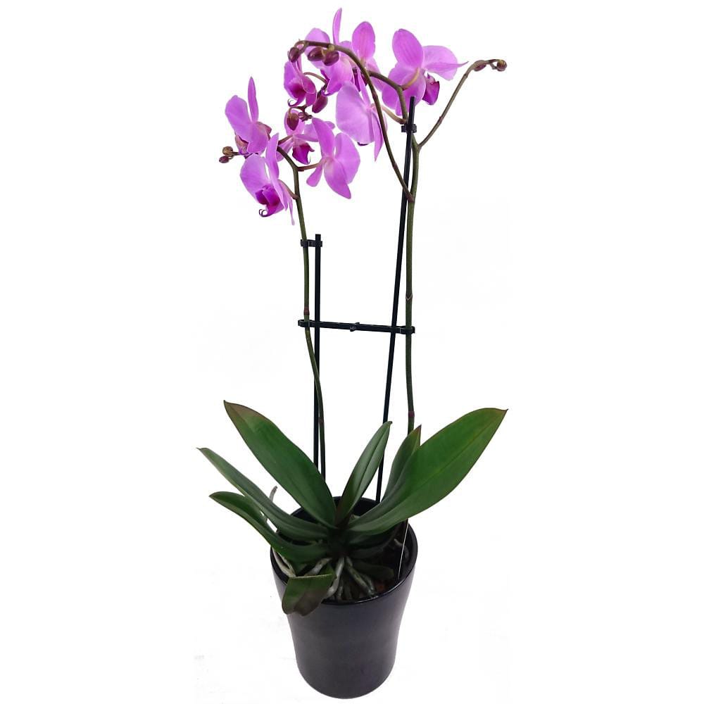 Lilac Phalaenopsis Orchid