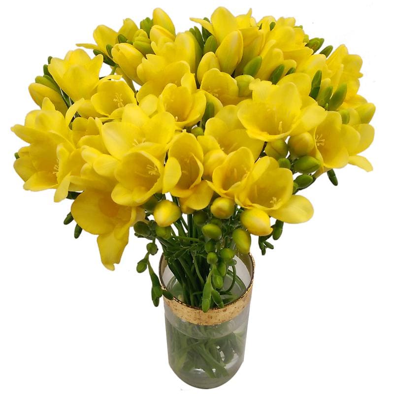 20 Yellow Freesia image