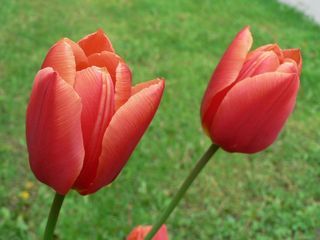 Tips For Tuesday - Summer Flower Photography