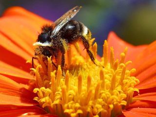 Petals are Made out of Velcro to Help Bees Cling On!