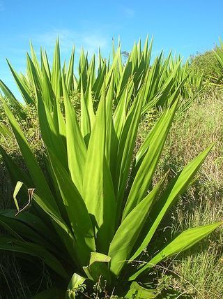 Plant does nothing for 25 years, suddenly grows 3m spike