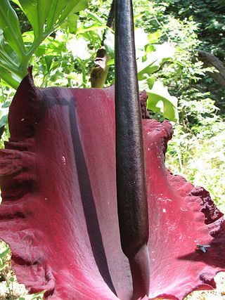 Weird and Wonderful Wednesdays: Dracunulus Vulgaris, the ?Little Dragon?