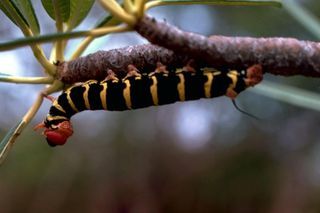Would YOU Keep a Caterpillar as a Pet?