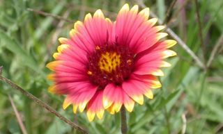 Picking Wild Flowers