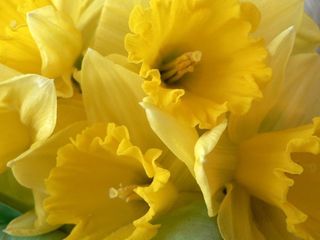 Daffodils – a Future Cure for Depression?