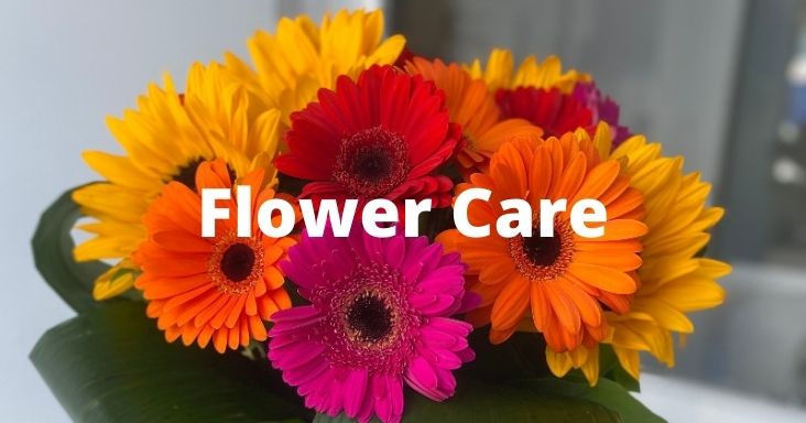Flower Care Blog