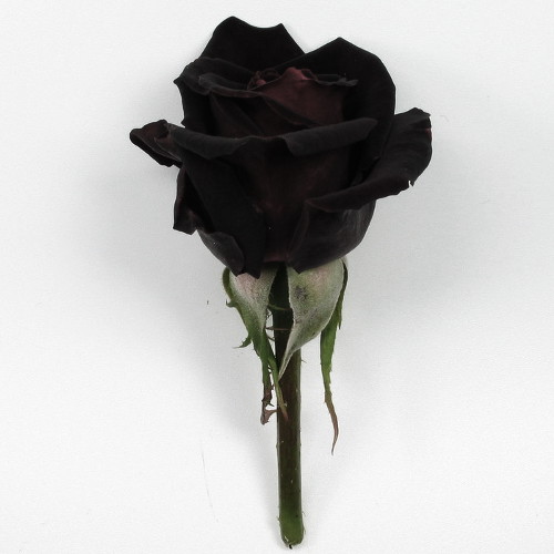 Black Roses of Halfeti